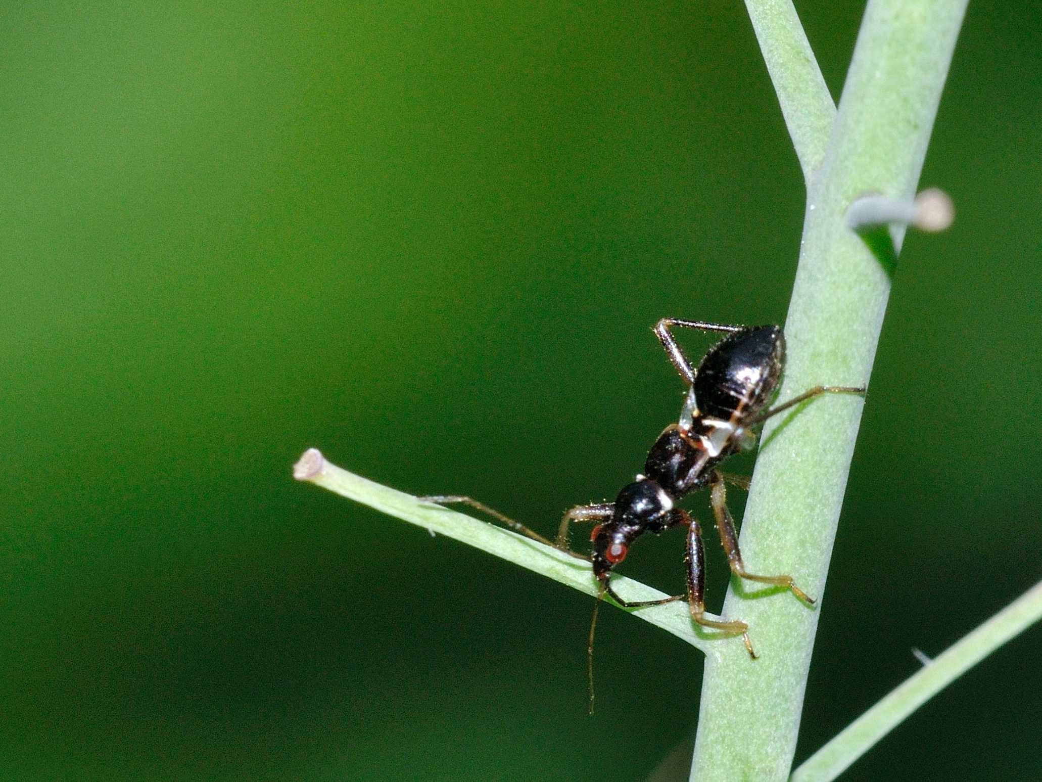 Nabidae: Himacerus mirmicoides, juv di  Rocca di Botte (AQ)